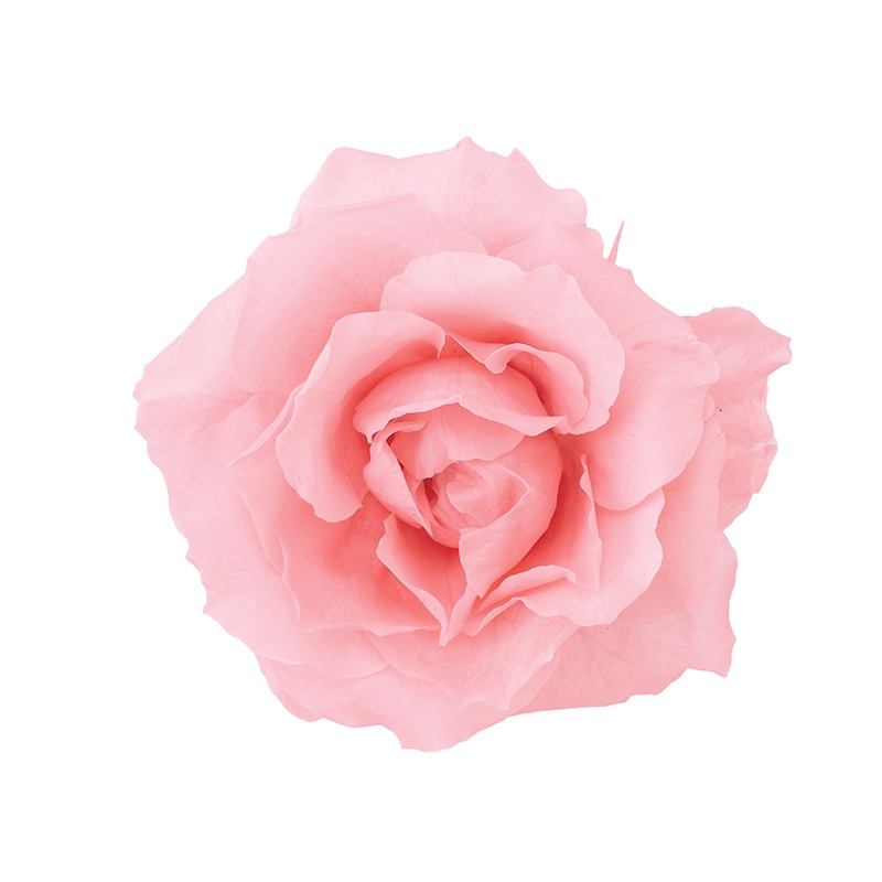 大地農園 プリザーブドローズ マジョリカ　サイズアソート 01030-133　バニラピンク 1箱（ご注文単位1箱）【直送品】