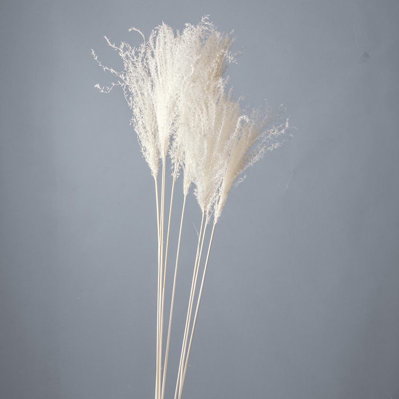 大地農園 ナチュラルドライ ススキ 50440-011 白 1束(ご注文単位1束)【直送品】