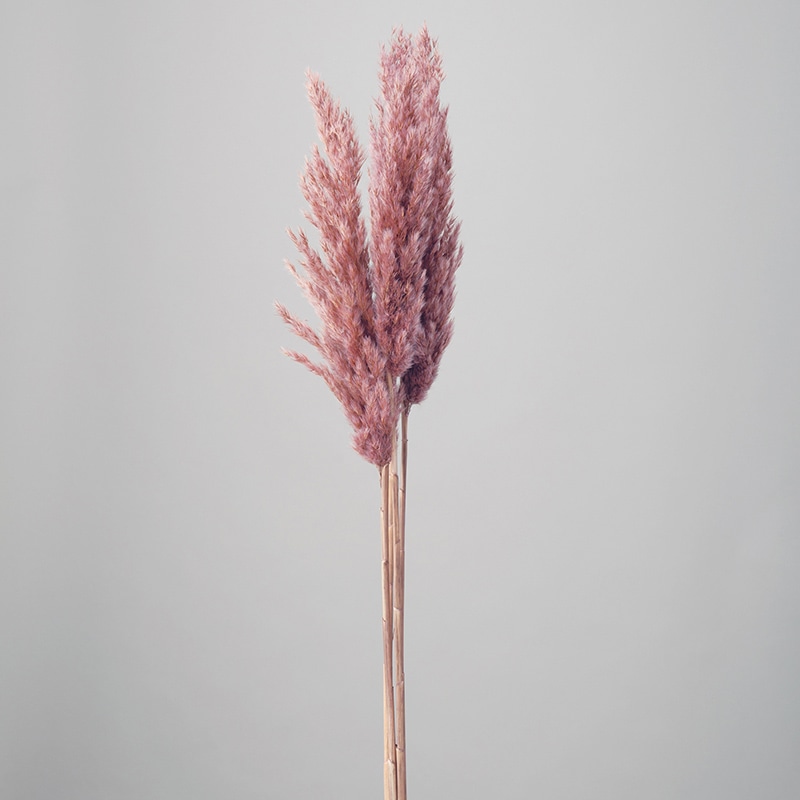 大地農園 ナチュラルドライ プルームリード 51320-170 ナチュラルピンク 1束(ご注文単位1束)【直送品】