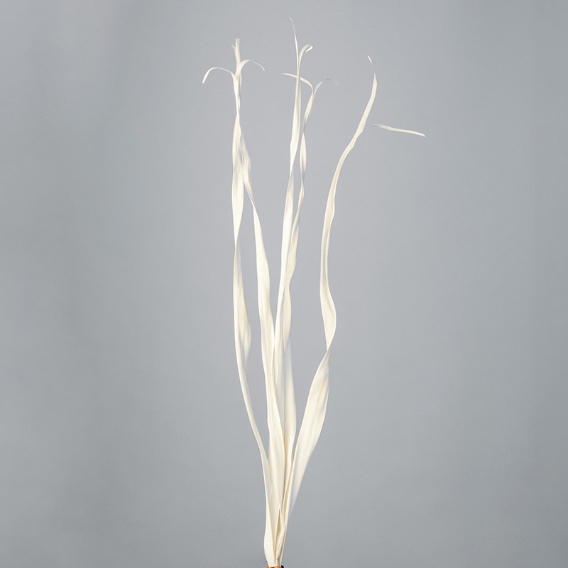 大地農園 ナチュラルドライフラワー パームリーフ 54020-011 オフホワイト 1束(ご注文単位1束)【直送品】