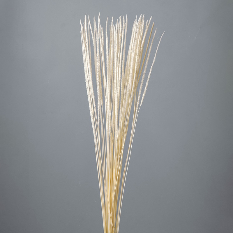 大地農園 ポプリ ファベリグラス 50160-011 オフホワイト 1束(ご注文単位1束)【直送品】