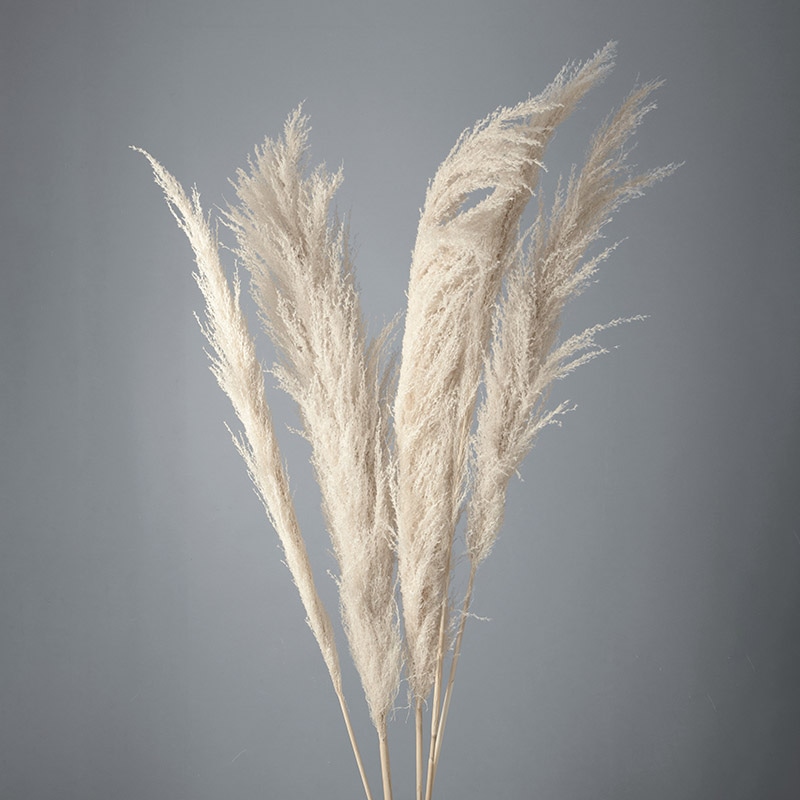 大地農園 ナチュラルドライ フェザーパンパス 52250-010 ナチュラルホワイト 1束(ご注文単位1束)【直送品】