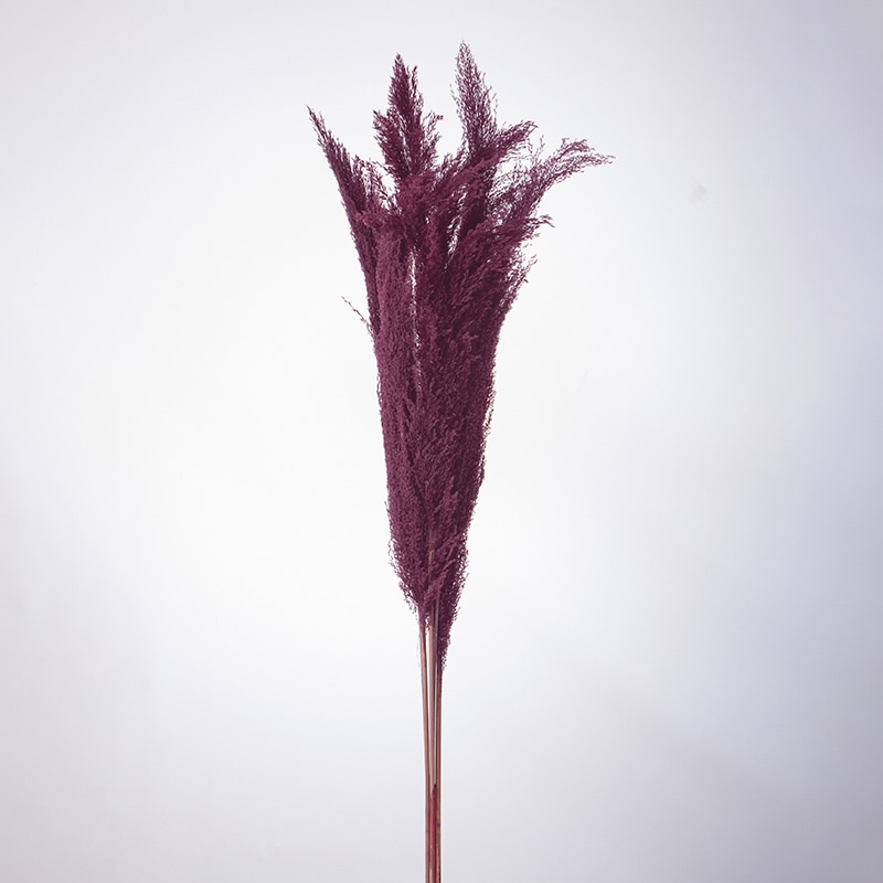 大地農園 ナチュラルドライ フェザーパンパス 52250-480 ワイン 1束(ご注文単位1束)【直送品】