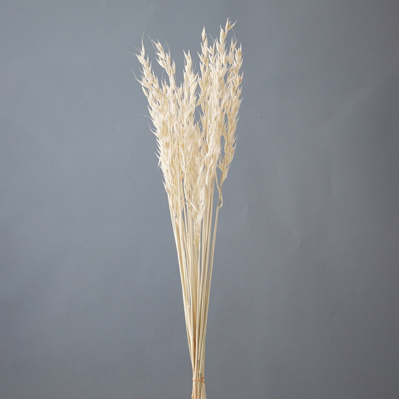 大地農園 ポプリ アベナ 50170-011 オフホワイト 1束(ご注文単位1束)【直送品】