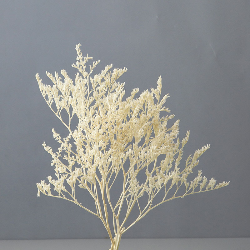 大地農園 プリザーブドフラワー タタリカ 02010-011　オフホワイト 1束（ご注文単位1束）【直送品】