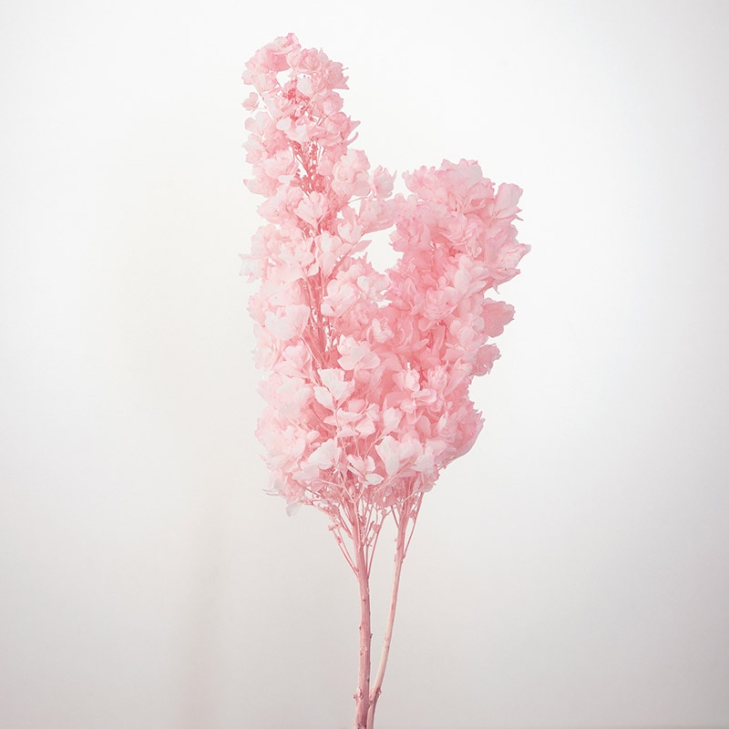 大地農園 アジサイ カシワバ　ステム付 01076－103　ホワイトピンク 1束（ご注文単位1束）【直送品】