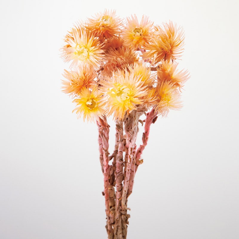 大地農園 カラードライフラワー シルバーデージー 32000-512 イエローピンク 1束(ご注文単位1束)【直送品】