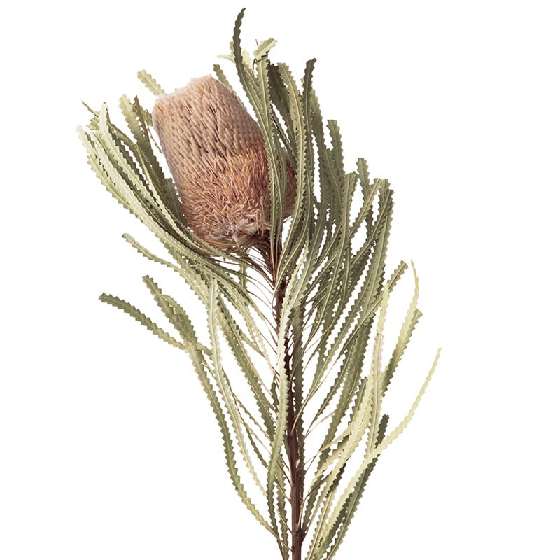 大地農園 ワイルドフラワー バンクシャ フーケリアーナ 40380-000 1束(ご注文単位1束)【直送品】