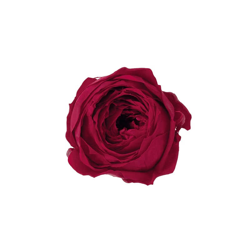 大地農園 プリザーブドローズ ココット 02730-471 ワインレッド 1箱(ご注文単位1箱)【直送品】