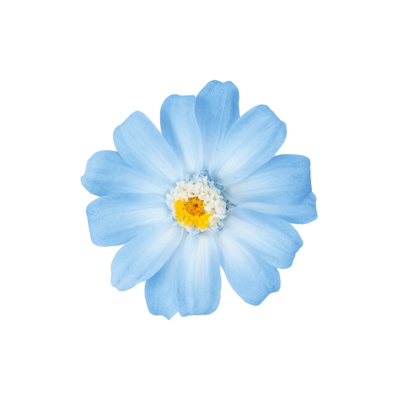 ホワイトブルー