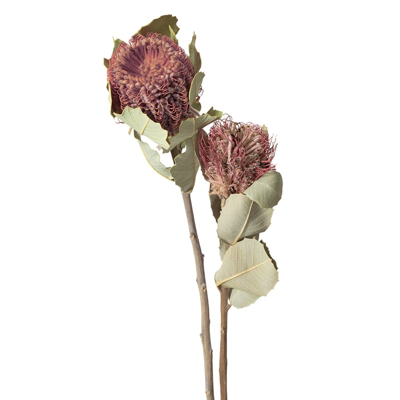 大地農園 ワイルドフラワー バンクシャ ココシネア 40370-000 1束(ご注文単位1束)【直送品】