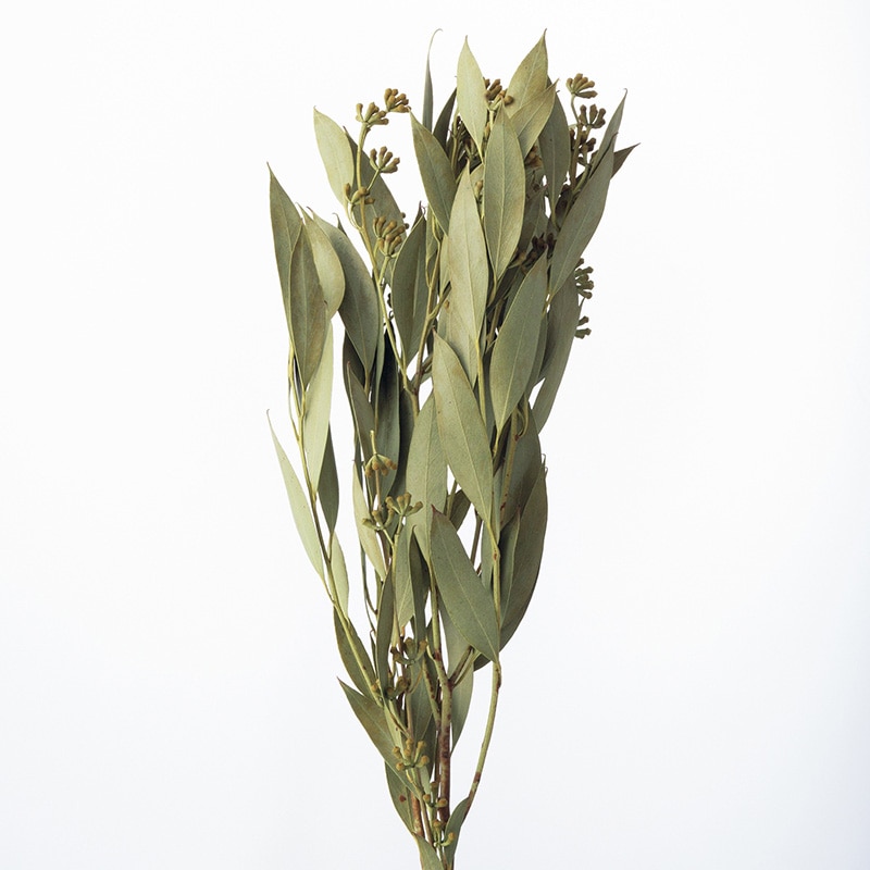 大地農園 ナチュラルドライフラワー アンバーリーフ 実付 40150-700 グリーン 1束(ご注文単位1束)【直送品】