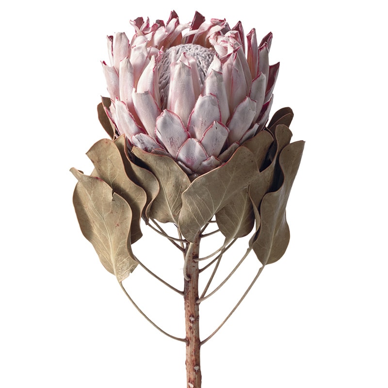 大地農園 ワイルドフラワー キングプロテア 大 40342-000 1束(ご注文単位1束)【直送品】