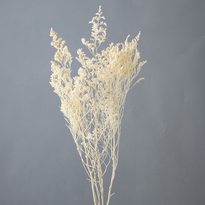 大地農園 プリザーブドフラワー カスピア 03710-011　オフホワイト 1束（ご注文単位1束）【直送品】