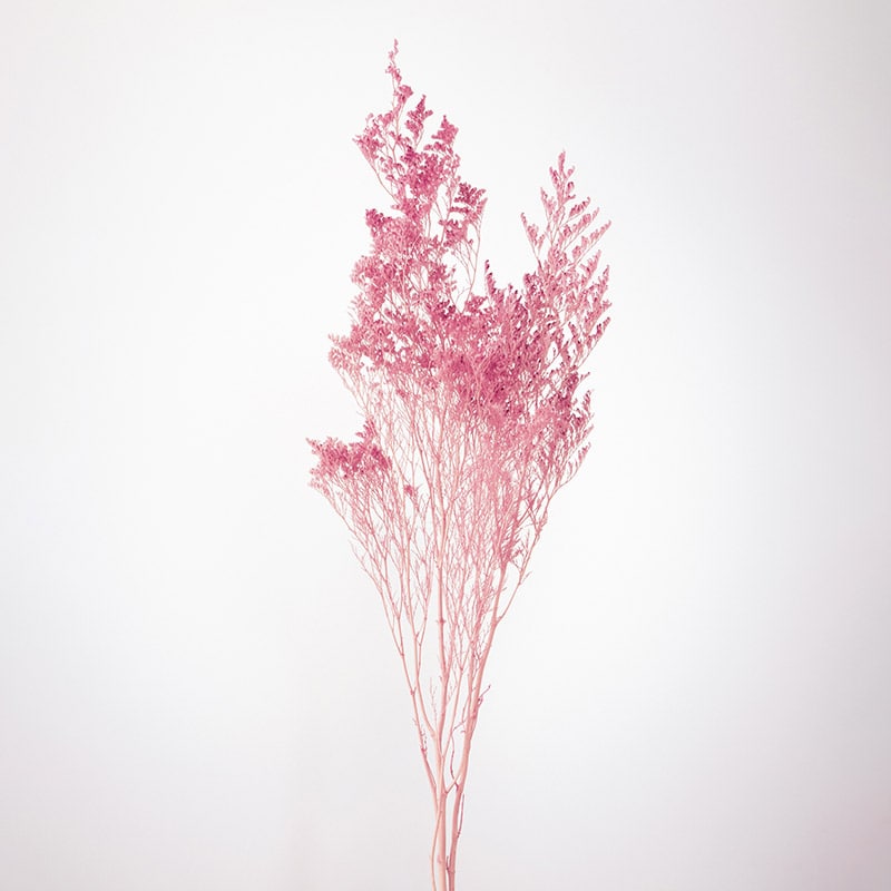 大地農園 プリザーブドフラワー カスピア 03710-101　ピンク 1束（ご注文単位1束）【直送品】
