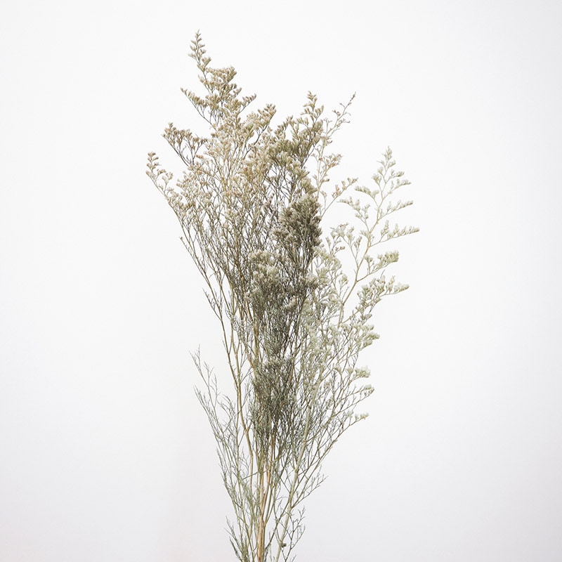 大地農園 プリザーブドフラワー カスピア 03710-021　ナチュラルホワイト 1束（ご注文単位1束）【直送品】