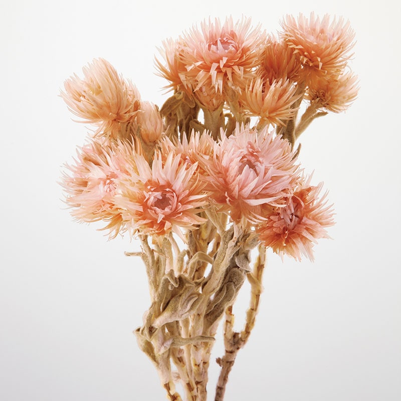 大地農園 カラードライフラワー シルバーデージー 32000-192 ピンクモーブ 1束(ご注文単位1束)【直送品】