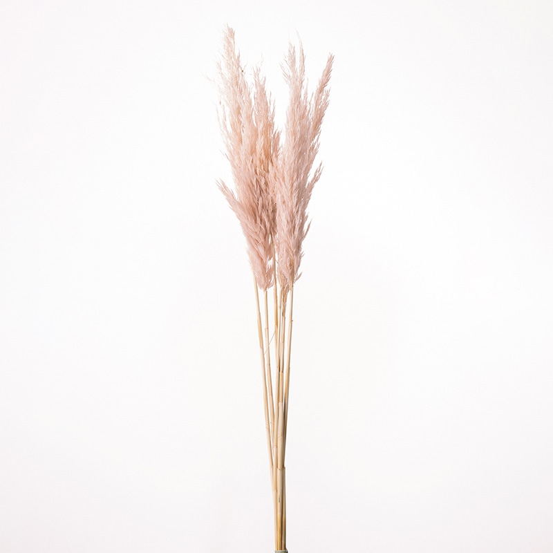 大地農園 ナチュラルドライ プルームリード 51320-081 ピンクベージュ 1束(ご注文単位1束)【直送品】