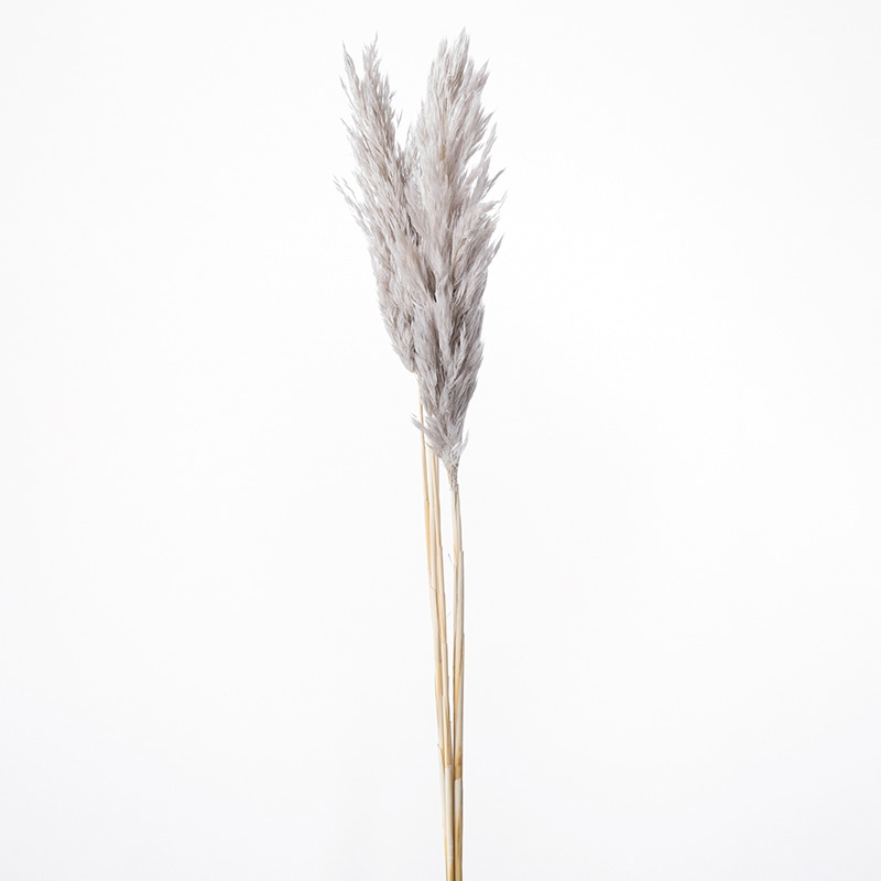 大地農園 ナチュラルドライ プルームリード 51320-871 パールグレー 1束(ご注文単位1束)【直送品】