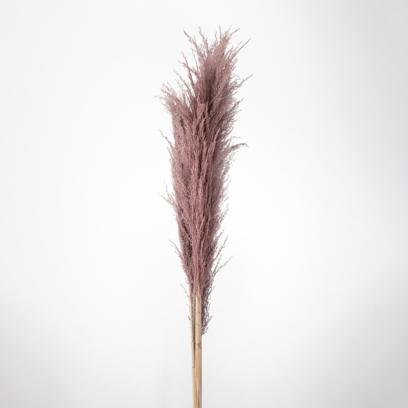 大地農園 ナチュラルドライ フェザーパンパス 52250-170　ナチュラルピンク 1束（ご注文単位1束）【直送品】