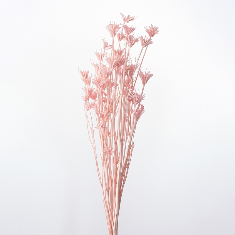 大地農園 カラードライフラワー ニゲラオリエンタリス 10380-161　シルキーピンク 1束（ご注文単位1束）【直送品】