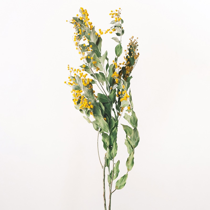 大地農園 ナチュラルドライフラワー ミモザ　デニスボーデン 10920-000 1束（ご注文単位1束）【直送品】