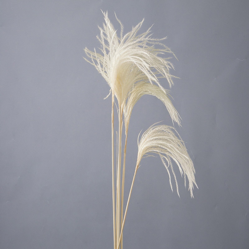 大地農園 ナチュラルドライ ミニススキ 50470-011 白 1束(ご注文単位1束)【直送品】