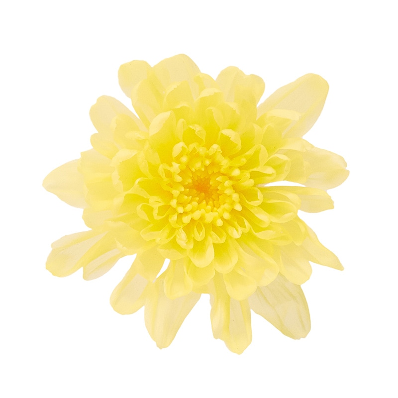 モーニングイエロー