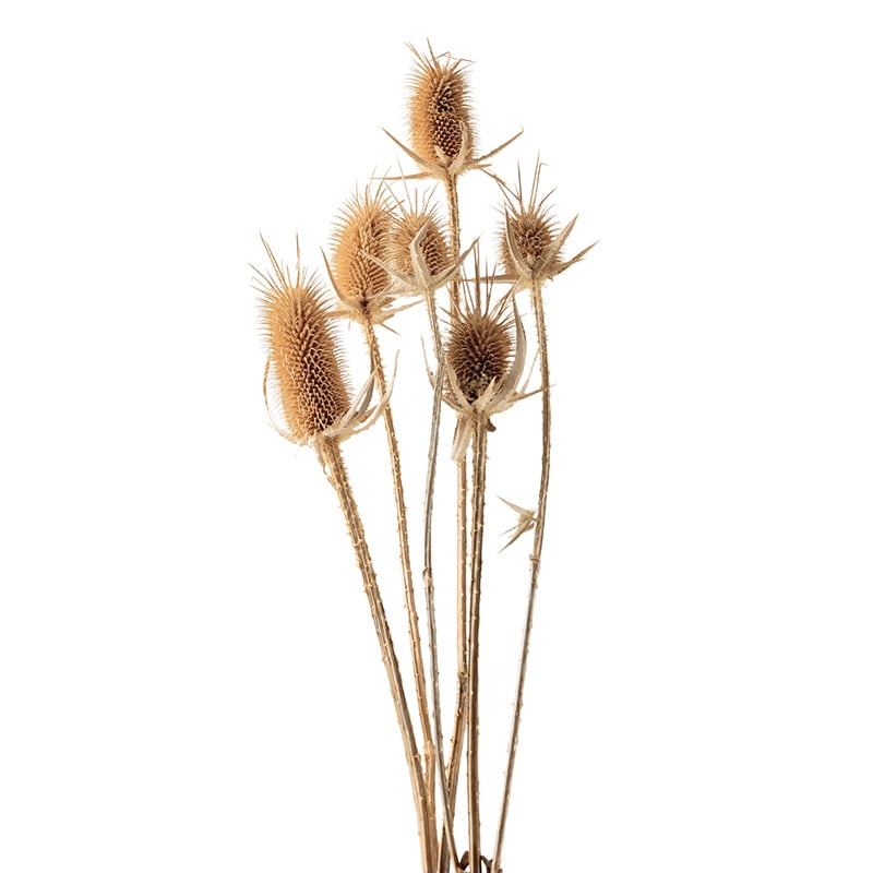 大地農園 ワイルドフラワー チーゼル 42250-000 1束(ご注文単位1束)【直送品】