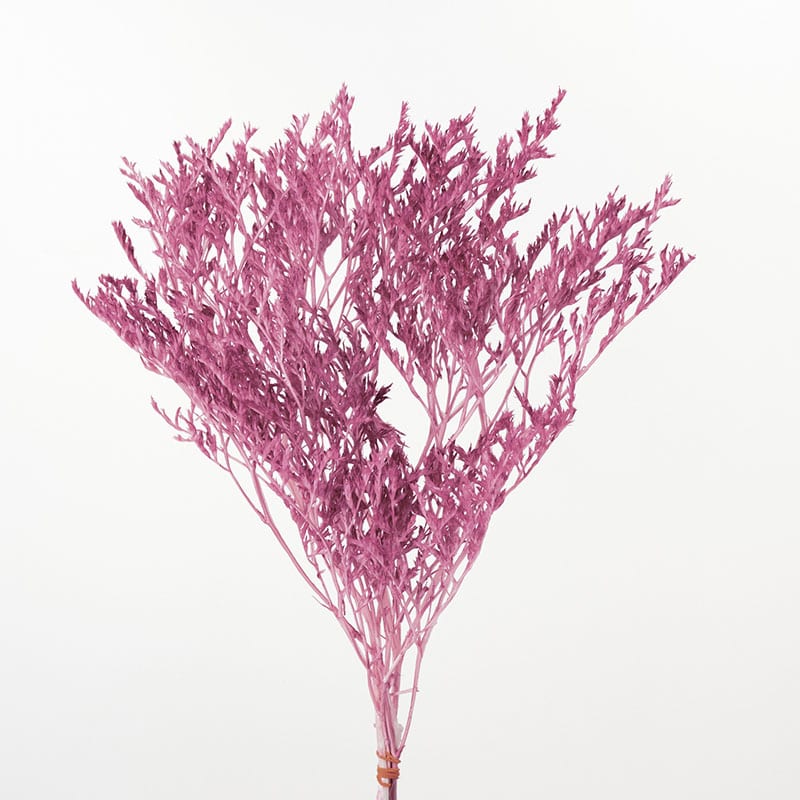 大地農園 プリザーブドフラワー タタリカ 02010-162　エスプリピンク 1束（ご注文単位1束）【直送品】