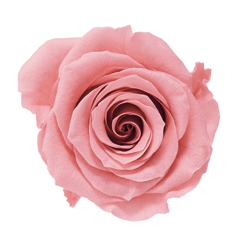 ボンボンピンク