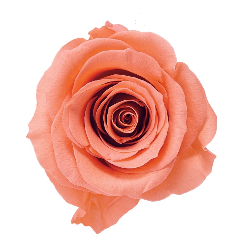 タルトオレンジ