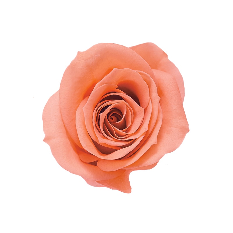 タルトオレンジ