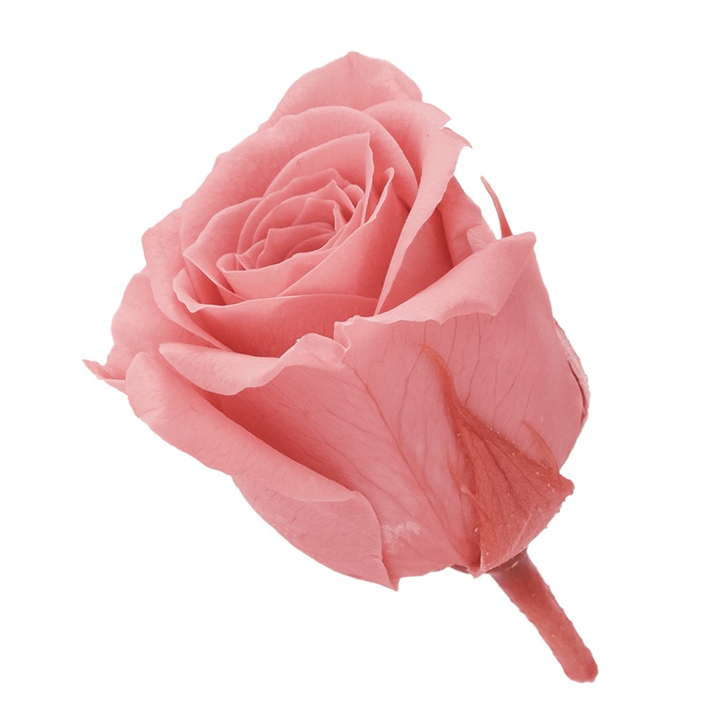 ボンボンピンク