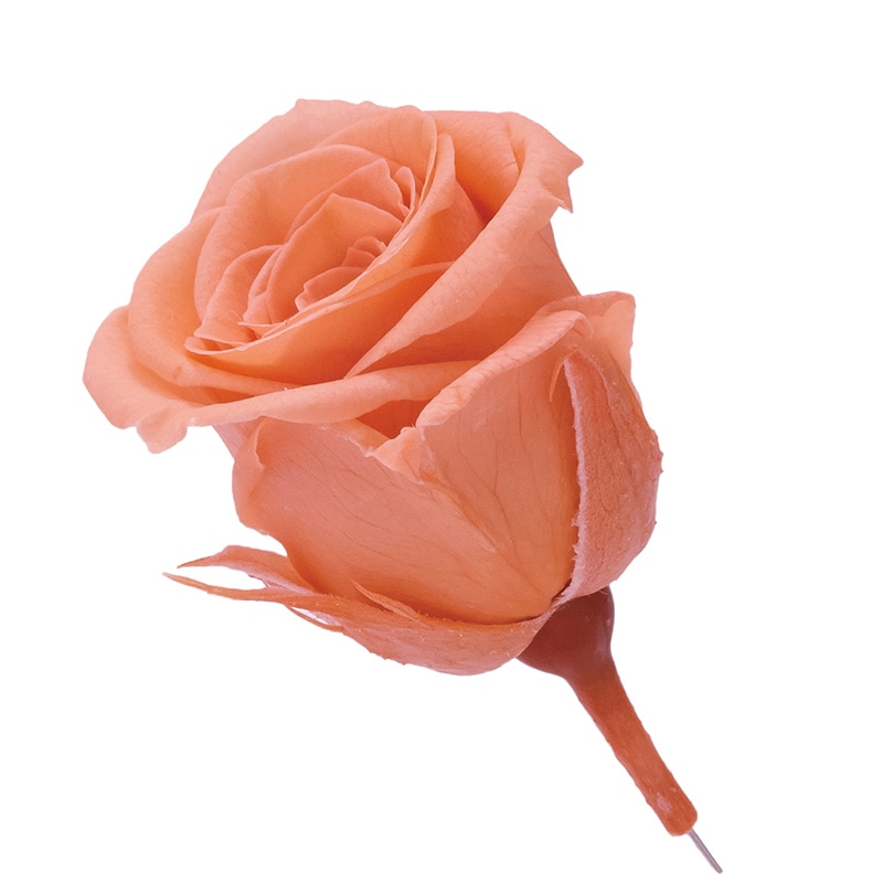 タルトオレンジ