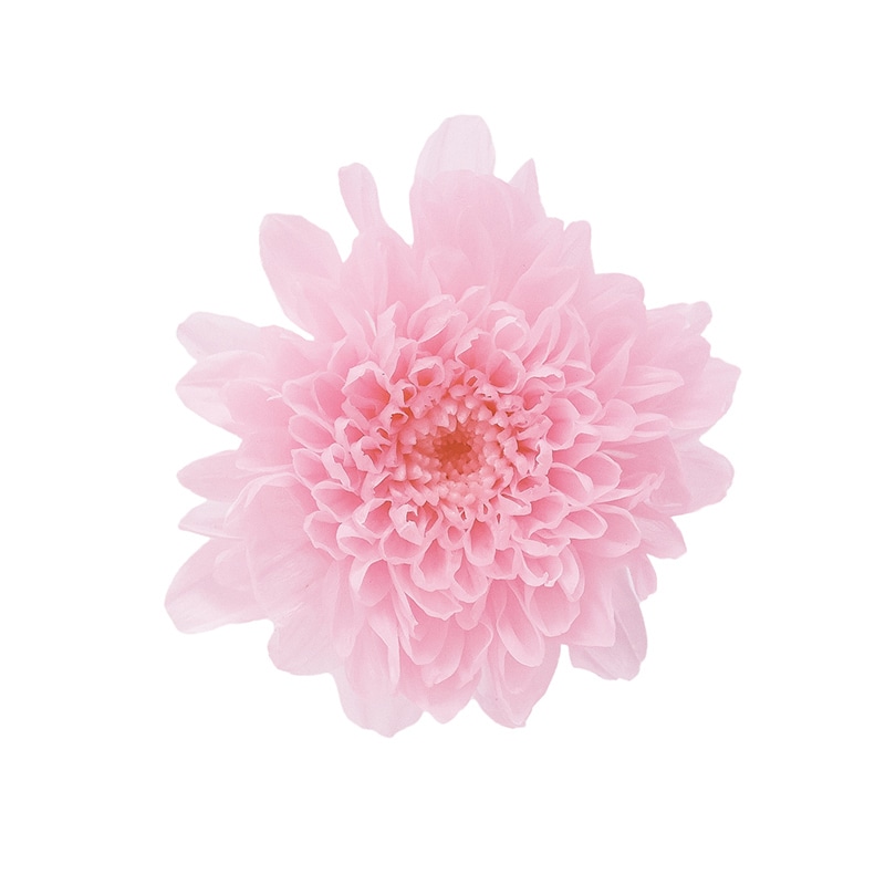 大地農園 プリザーブドフラワー 小菊 03680-102　シャーベットピンク 1箱（ご注文単位1箱）【直送品】