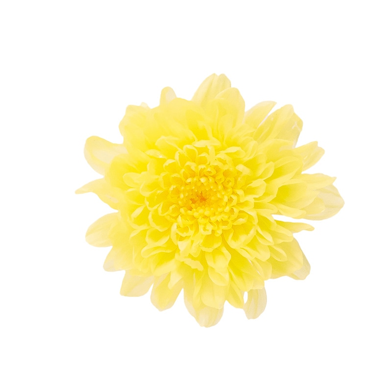 大地農園 プリザーブドフラワー 小菊 03680-501　モーニングイエロー 1箱（ご注文単位1箱）【直送品】