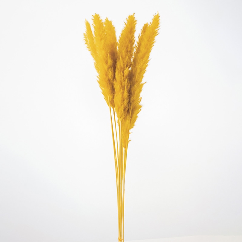 大地農園 ナチュラルドライ テールリード 51340-581 マスタード 1束(ご注文単位1束)【直送品】