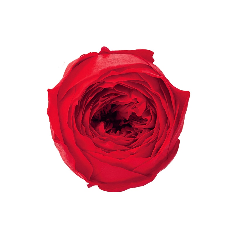 大地農園 プリザーブドローズ ココット 02730-321 レッド 1箱(ご注文単位1箱)【直送品】