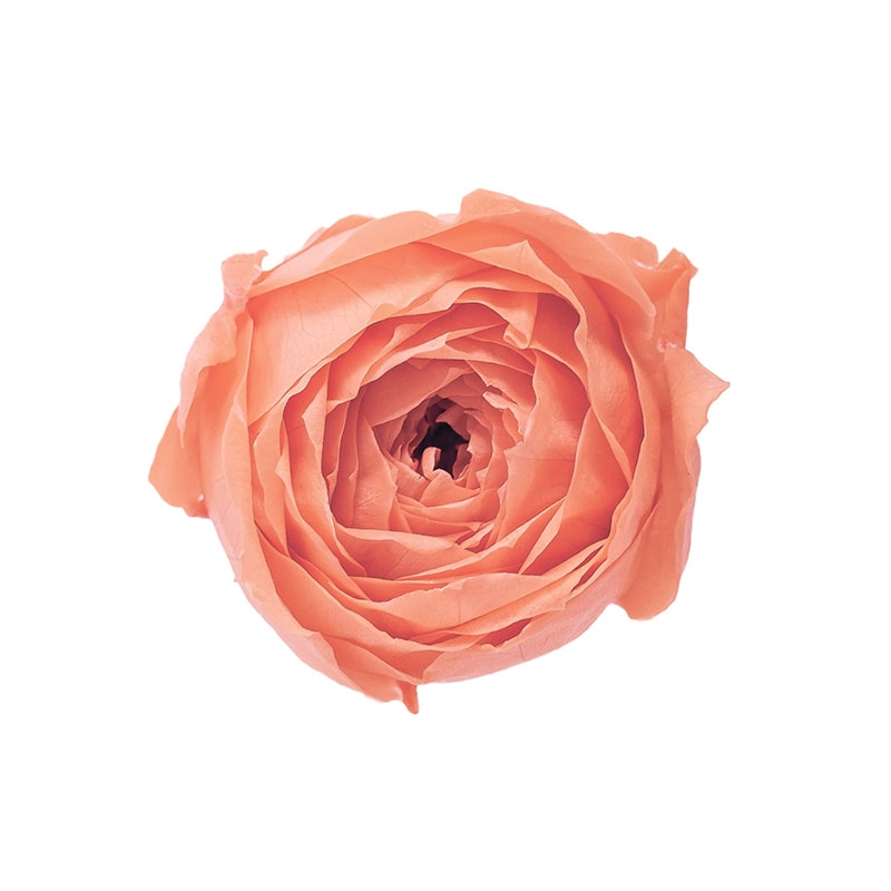 タルトオレンジ