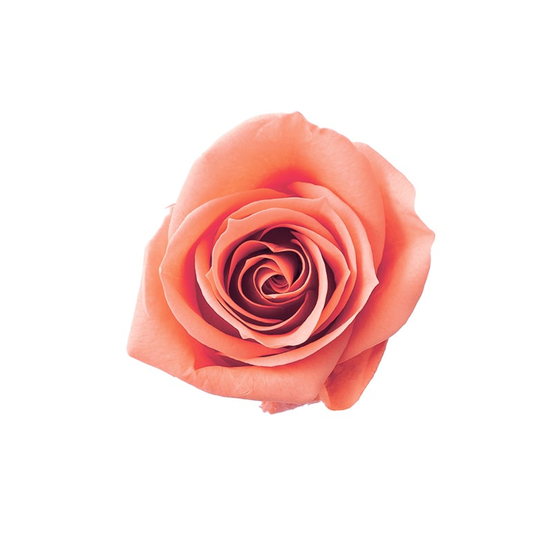 タルトオレンジ