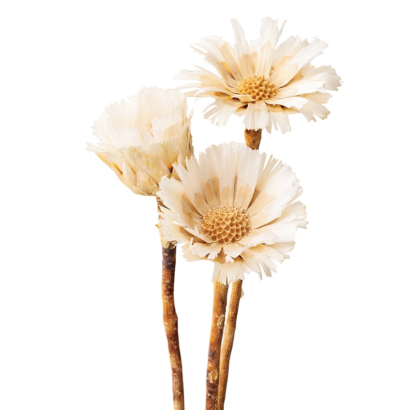 大地農園 ワイルドフラワー リペンス ロゼッタ 40250-011 オフホワイト 1束(ご注文単位1束)【直送品】