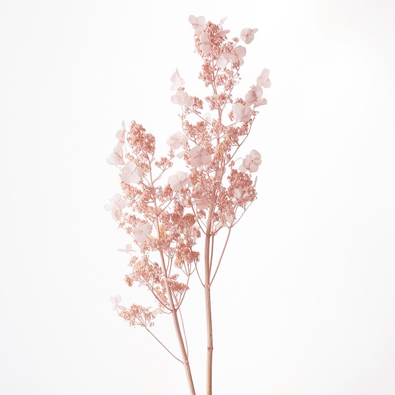 大地農園 アジサイ ソフトノリウツギ 01450-081　ピンクベージュ 1束（ご注文単位1束）【直送品】