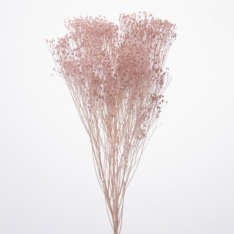 大地農園 プリザーブドフラワー モリソニア 03300-081 ピンクベージュ 1束(ご注文単位1束)【直送品】
