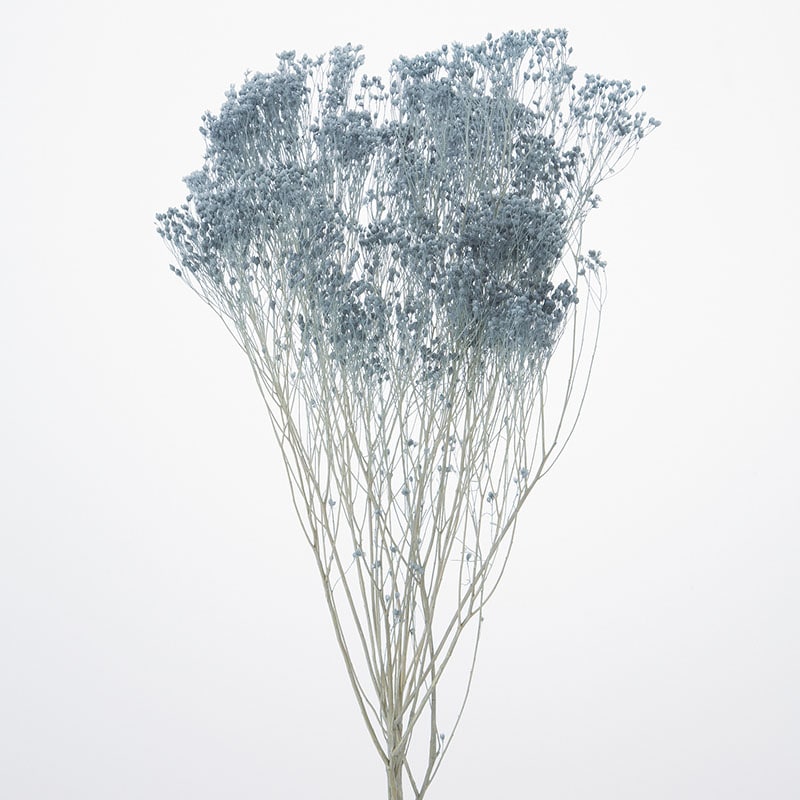 大地農園 プリザーブドフラワー モリソニア 03300-641 スモーキーブルー 1束(ご注文単位1束)【直送品】