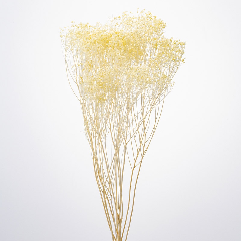 エンジェルイエロー