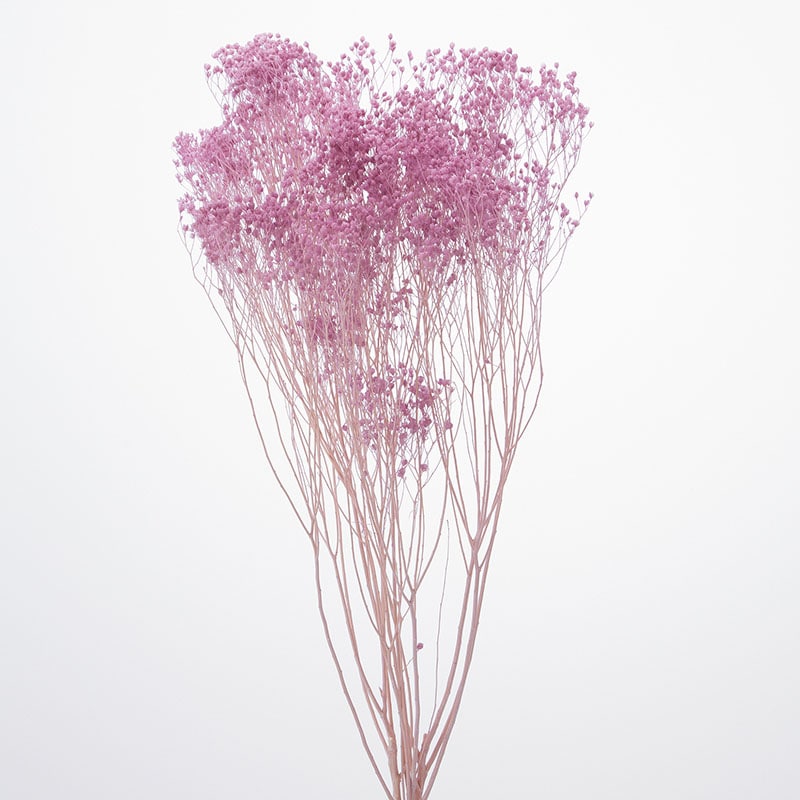 エンジェルパープル