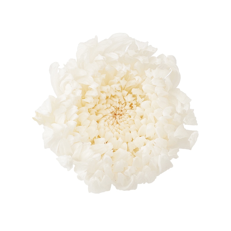 大地農園 プリザーブドフラワー 輪菊　咲花 04805-010　白 1箱（ご注文単位1箱）【直送品】