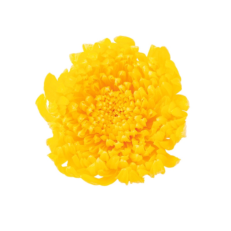 大地農園 プリザーブドフラワー 輪菊　咲花 04805-500　イエロー 1箱（ご注文単位1箱）【直送品】