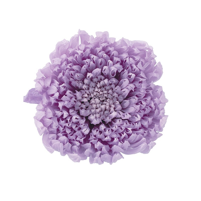 大地農園 プリザーブドフラワー 輪菊　咲花 04805-451　スウィートライラック 1箱（ご注文単位1箱）【直送品】